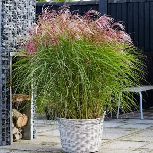 Miscanthus Red Cloud