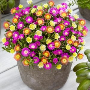 Winterharte Eisblumen 'Summer Mix'